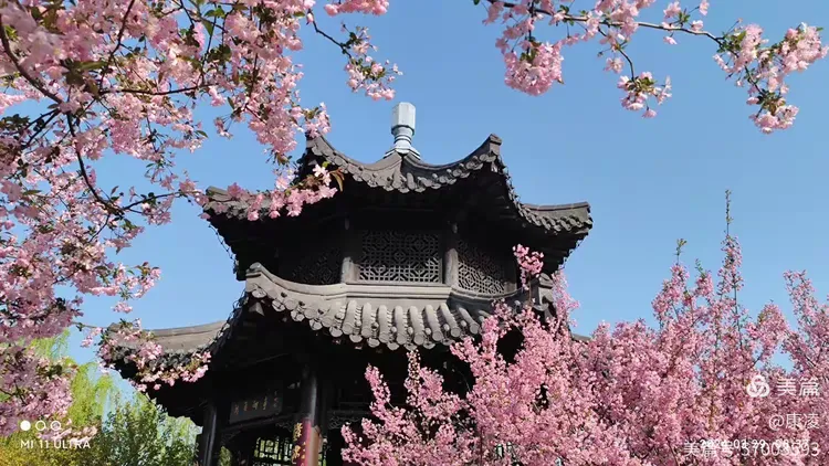 春到莫愁赏海棠